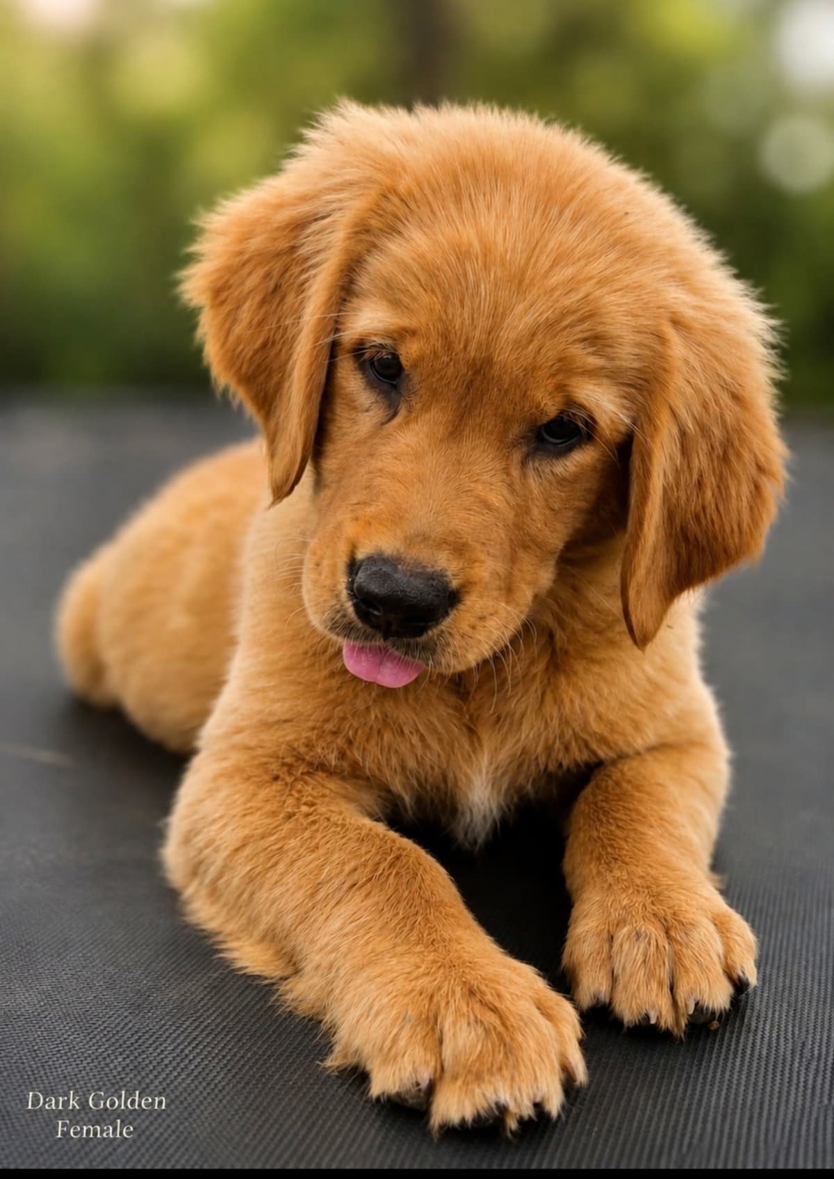 Golden Retriever Puppies breeder image 4