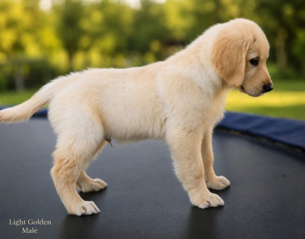 Golden Retriever Puppies breeder image 5