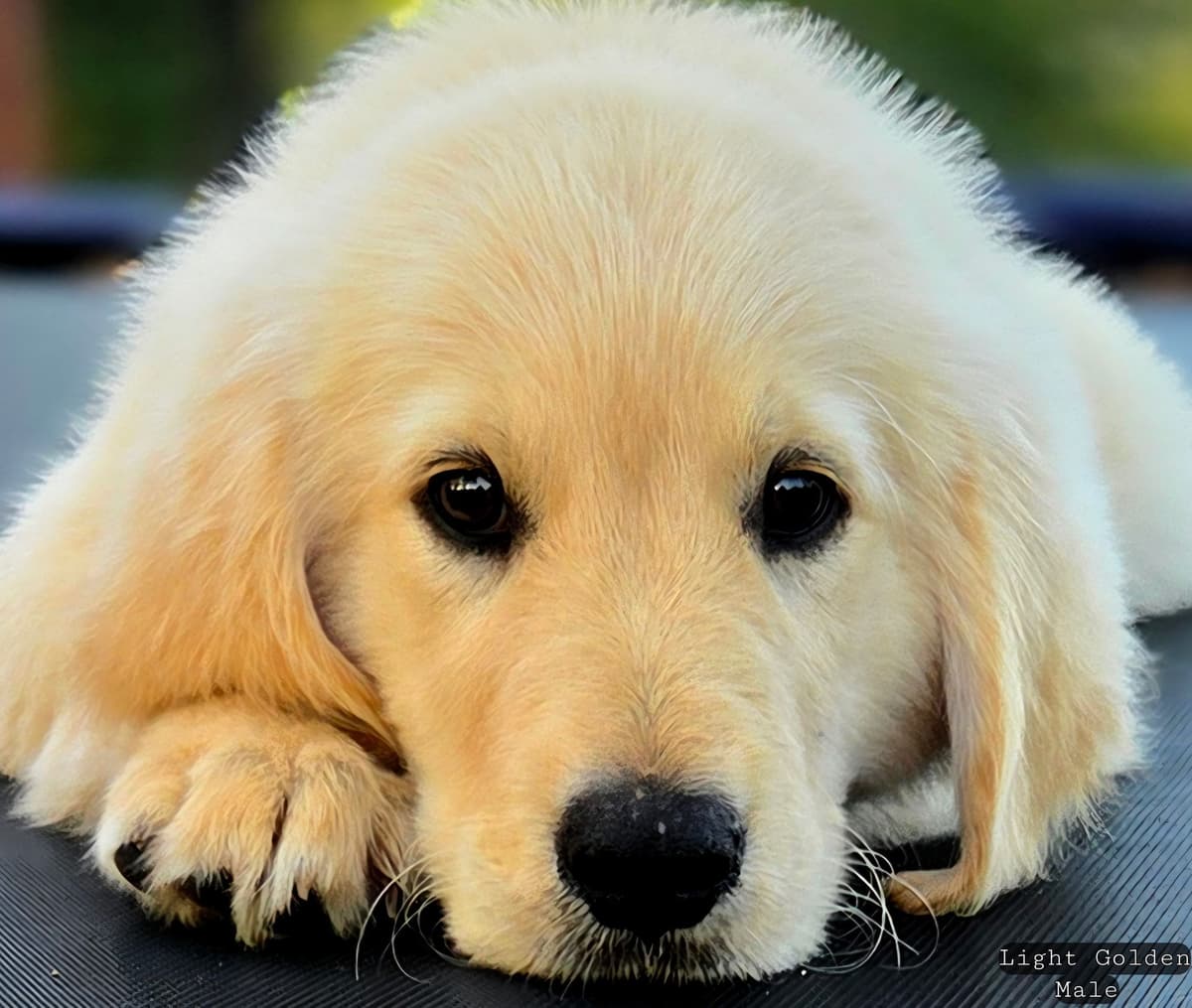 Golden Retriever Puppies breeder image 6