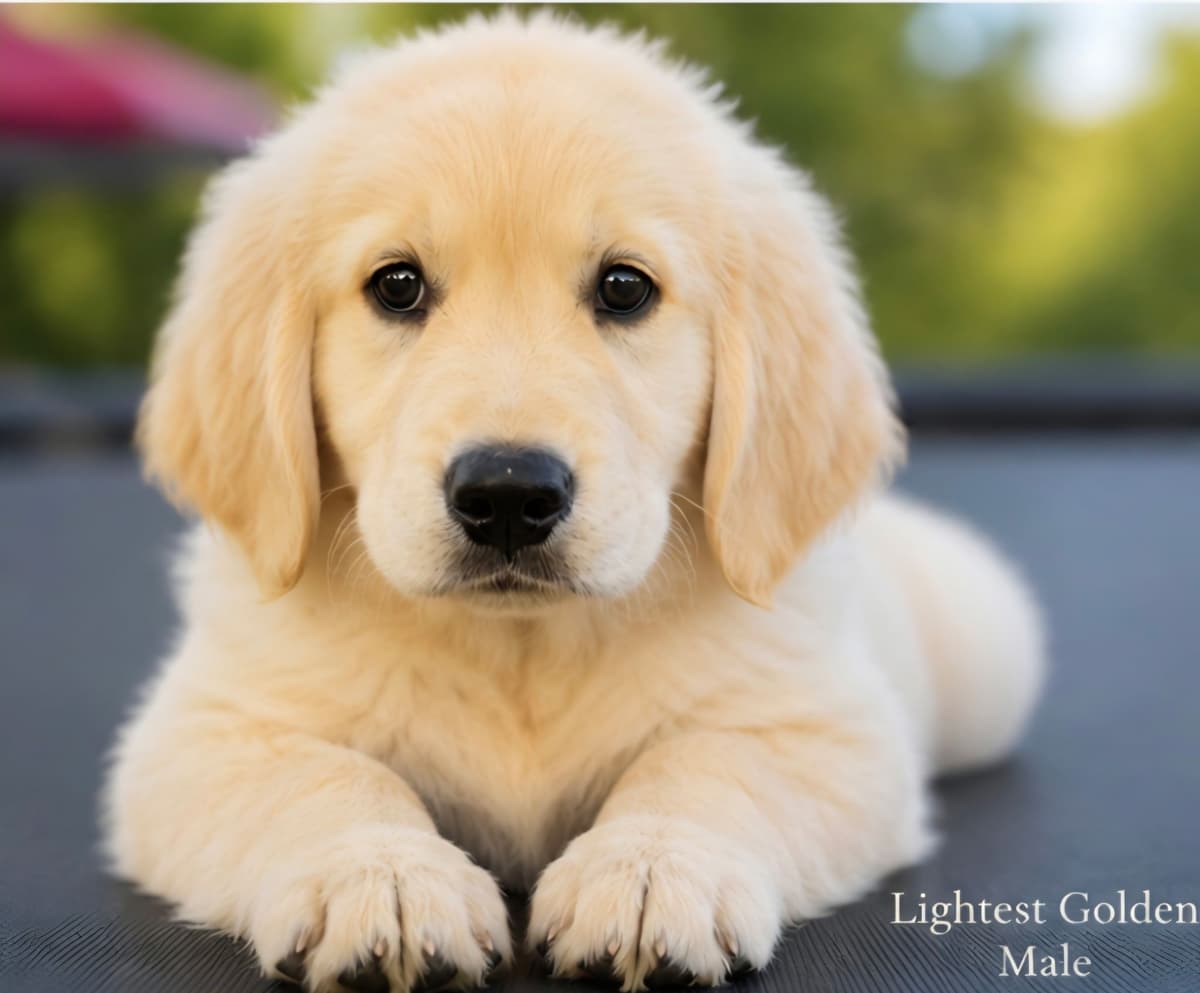 Golden Retriever Puppies breeder image 8