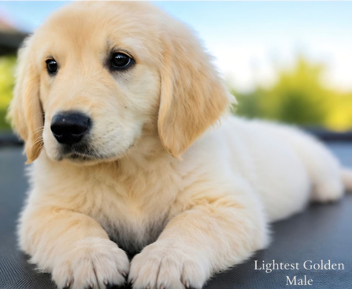Golden Retriever Puppies breeder image 9