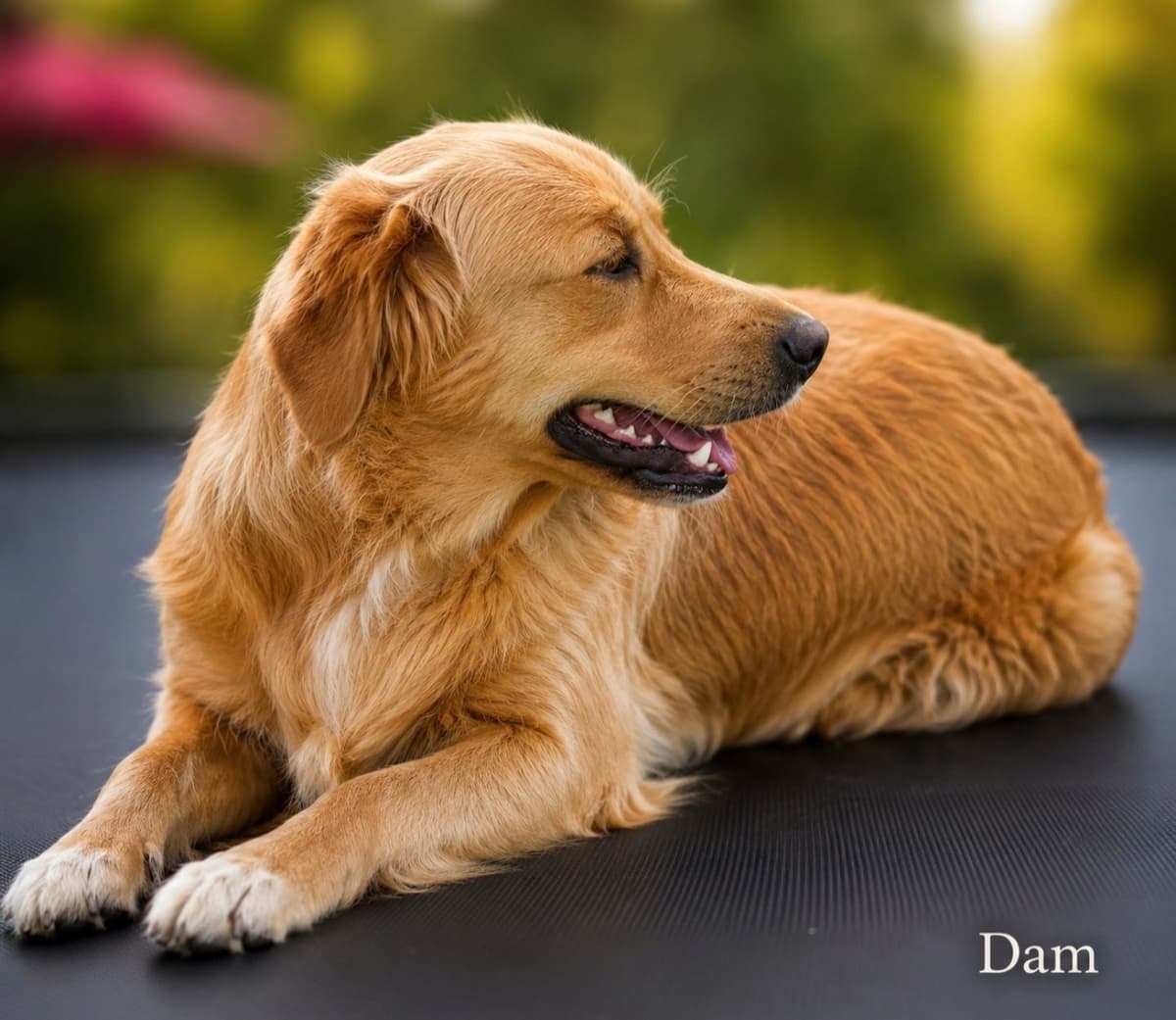 Golden Retriever Puppies breeder image 14