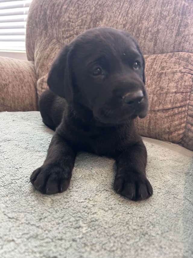 Labrador Retriever Puppies media 2
