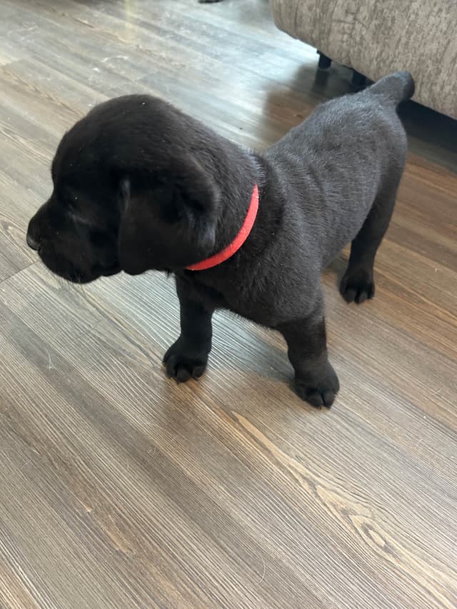 Labrador Retriever Puppies media 3