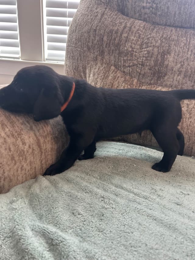 Labrador Retriever Puppies media 4