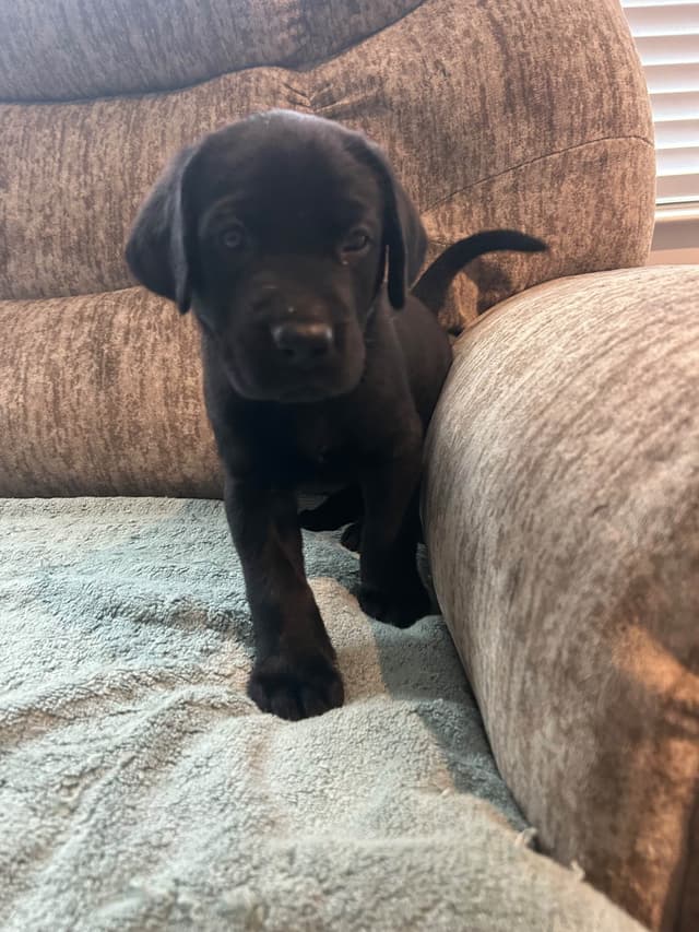 Labrador Retriever Puppies media 6