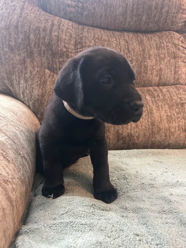 Labrador Retriever Puppies media 7