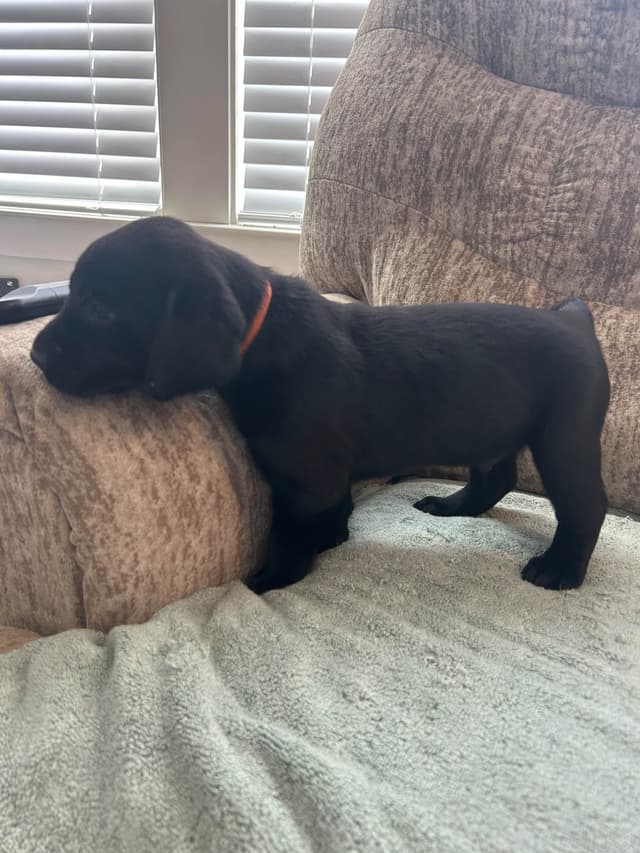 Labrador Retriever Puppies media 8