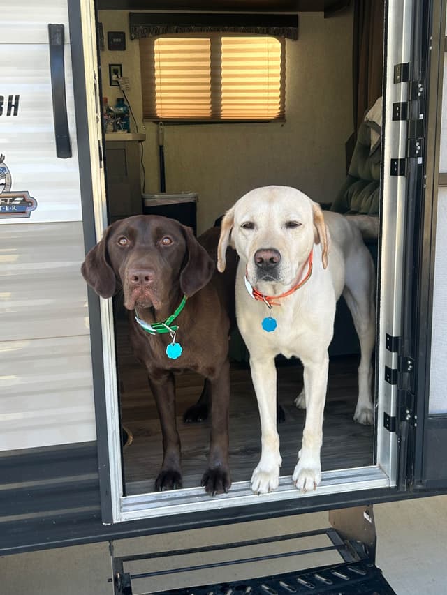 Labrador Retriever Puppies media 9