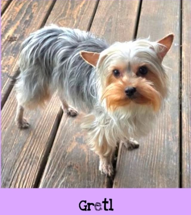 Female Yorkshire Terrier Puppy media 2