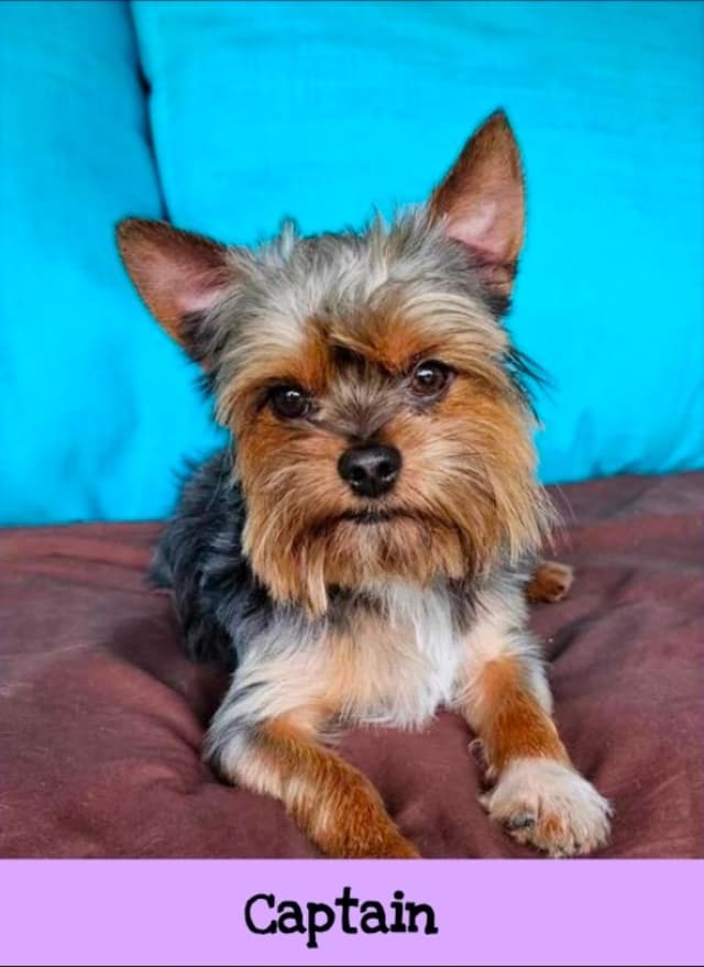Female Yorkshire Terrier Puppy media 3