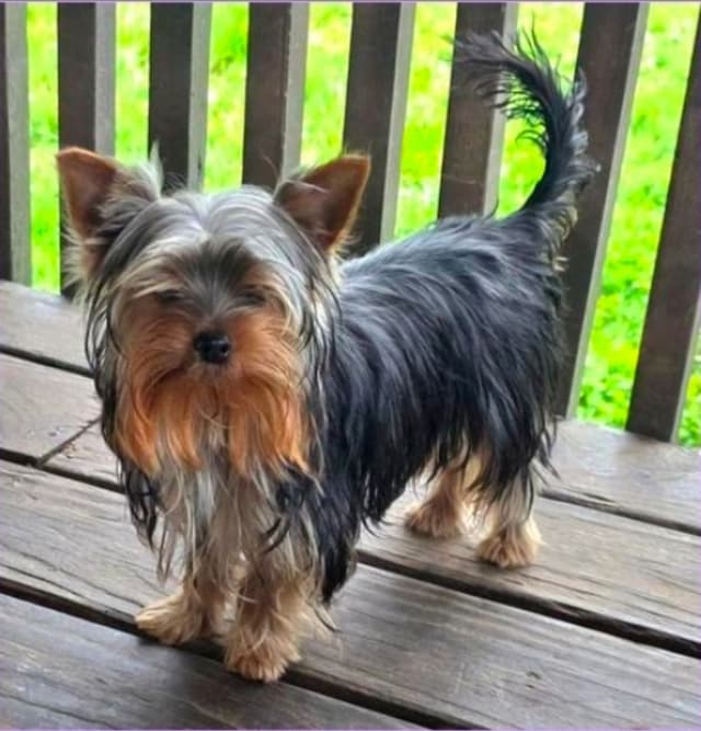 Male Yorkshire Terrier Puppies media 2