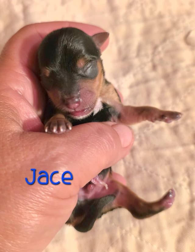 Yorkshire Terrier Puppies media 3