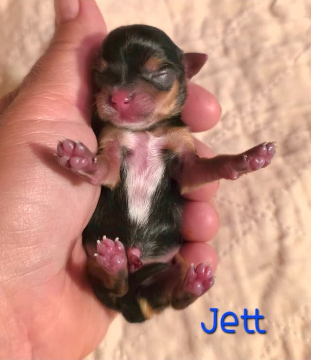 Yorkshire Terrier Puppies media 4