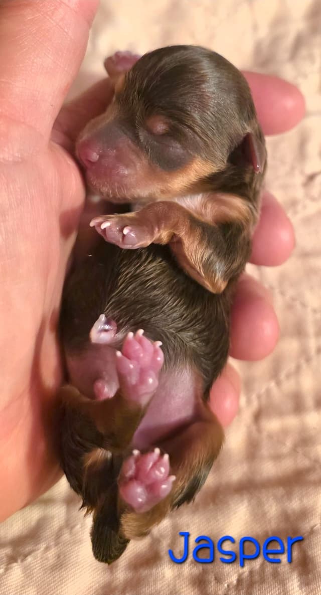 Yorkshire Terrier Puppies media 5