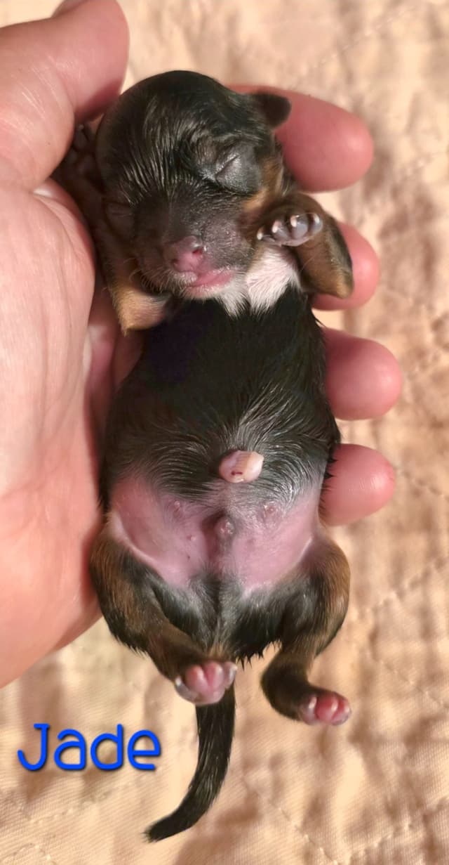 Yorkshire Terrier Puppies media 6