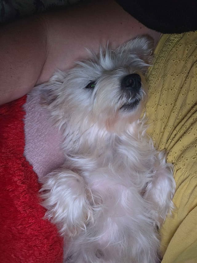 Yorkshire Terrier Puppies media 7