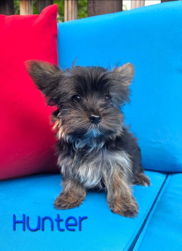 Male Yorkshire Terrier Puppies media 3