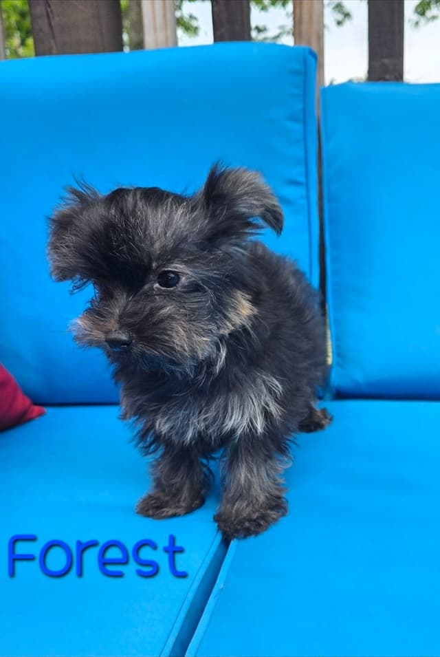 Male Yorkshire Terrier Puppies media 4
