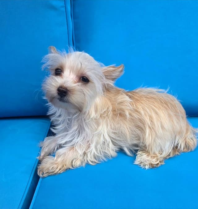 Yorkshire Terrier Puppies media 3