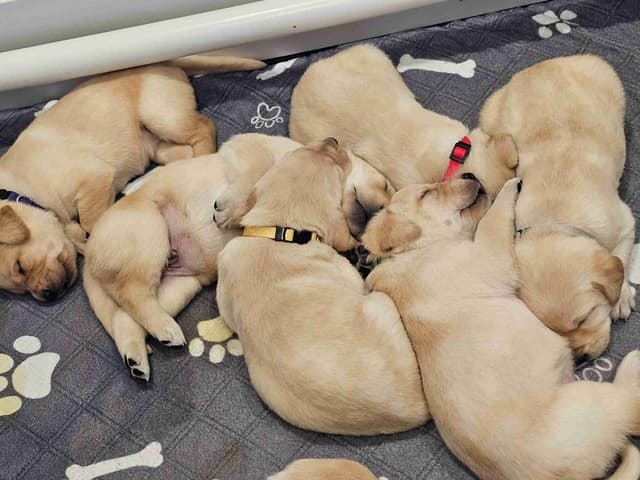 Labrador Retriever Puppies media 2