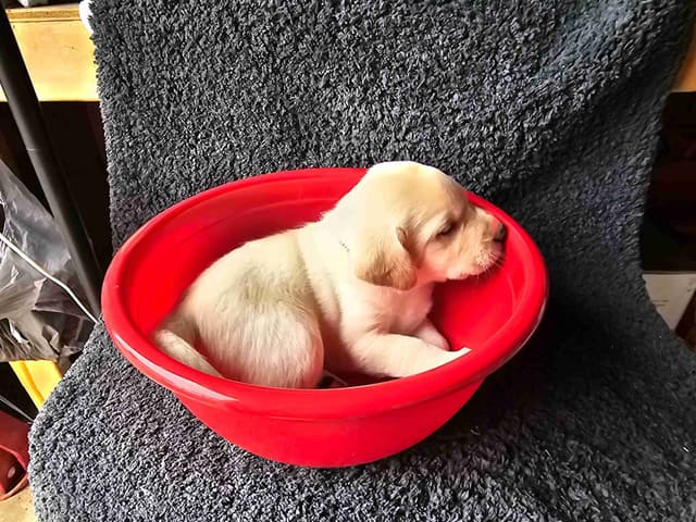 Labrador Retriever Puppies media 3