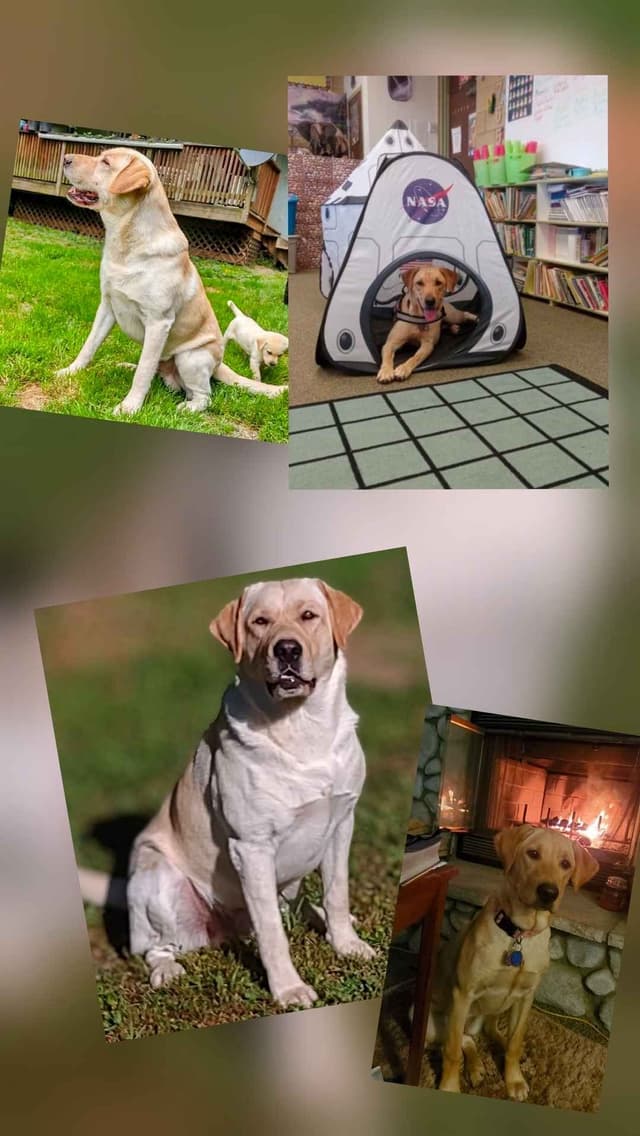 Labrador Retriever Puppies media 4