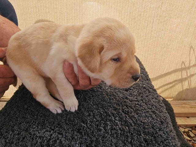 Labrador Retriever Puppies media 6