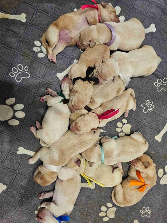 Labrador Retriever Puppies media 7