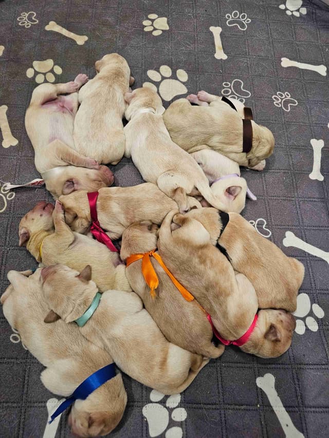 Labrador Retriever Puppies media 8