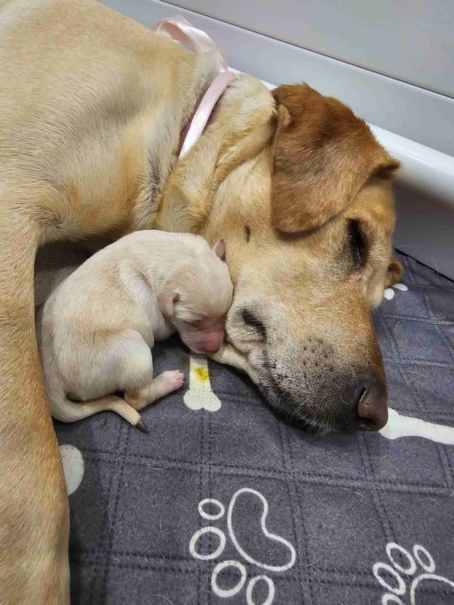 Labrador Retriever Puppies media 9
