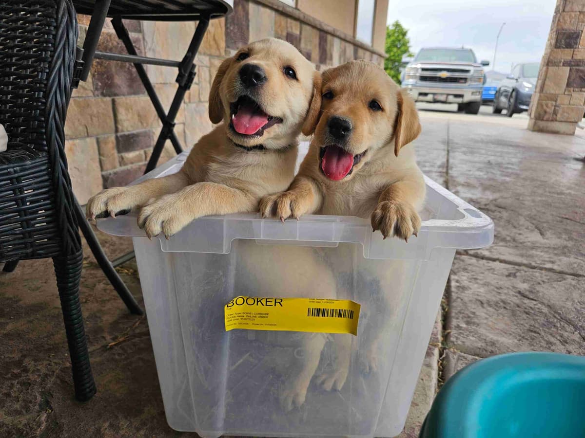 Labrador Retriever Puppies breeder image 1