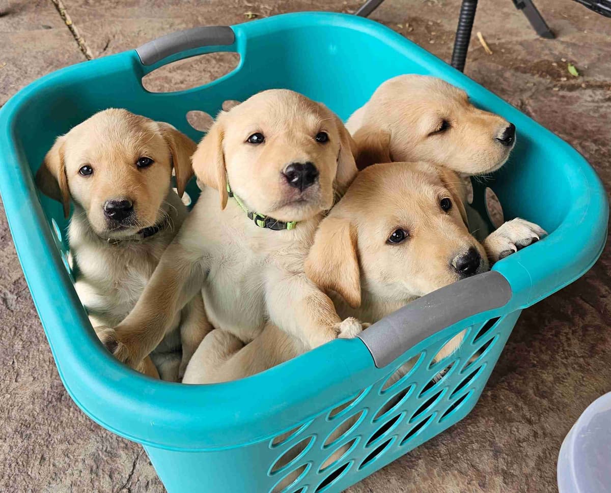 Labrador Retriever Puppies breeder image 2