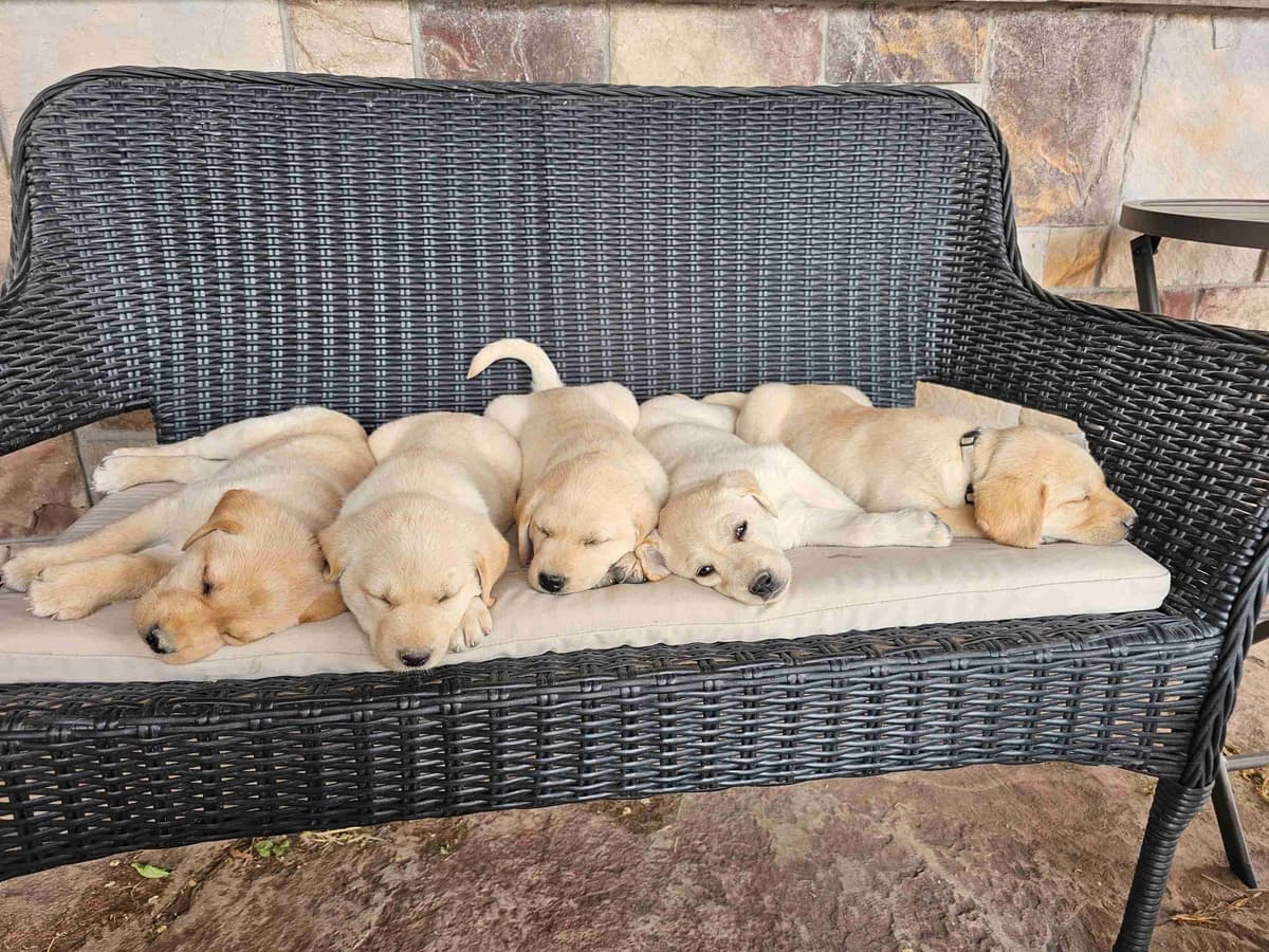 Labrador Retriever Puppies breeder image 3