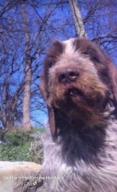 Spinone Italiano Puppies breeder image 1