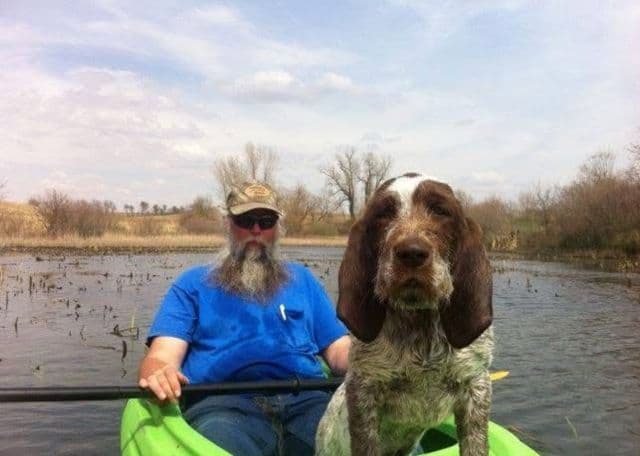 Spinone Italiano Puppies breeder image 4