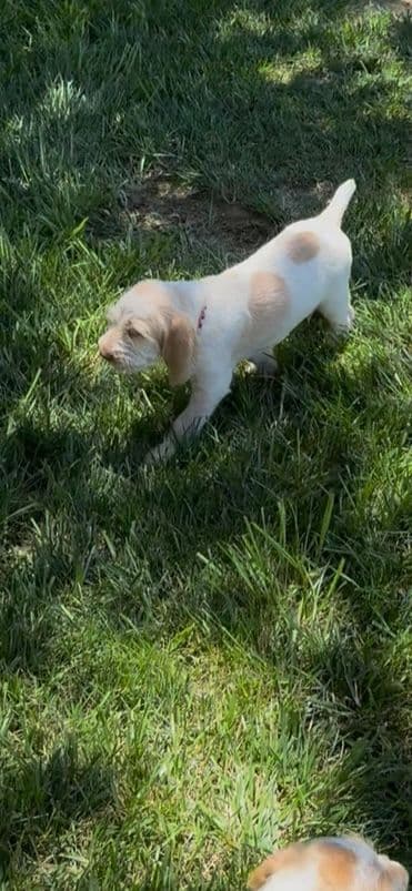 Spinone Italiano Puppies breeder image 5
