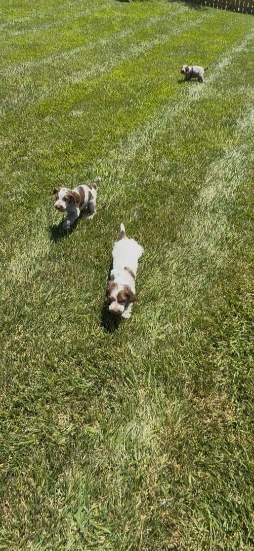 Spinone Italiano Puppies breeder image 6
