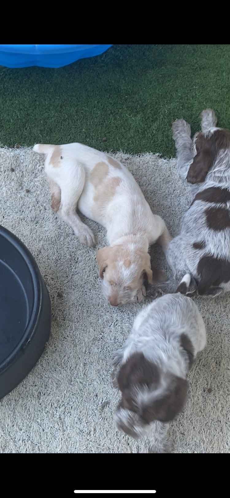 Spinone Italiano Puppies breeder image 8
