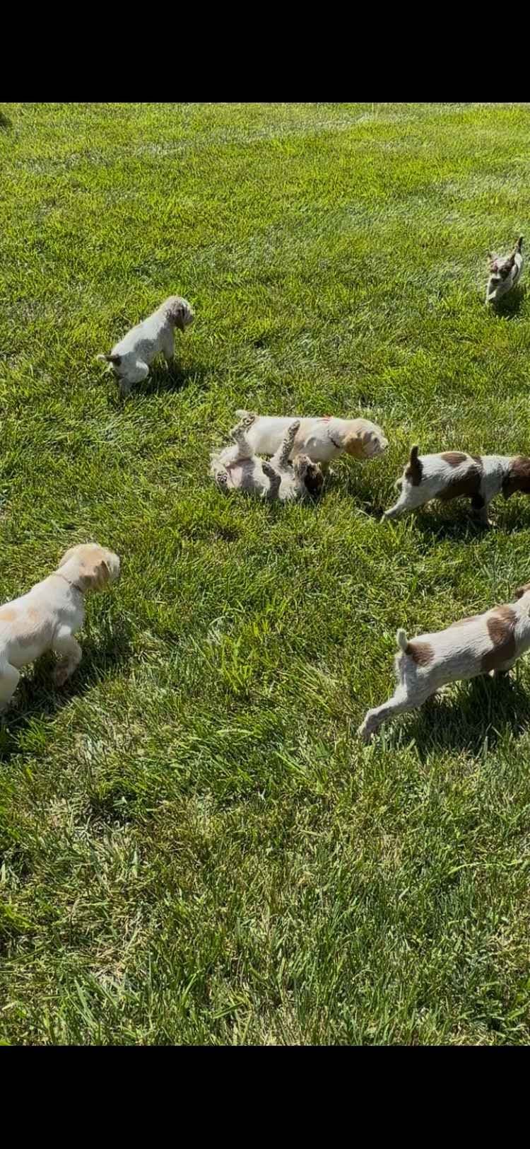 Spinone Italiano Puppies breeder image 9