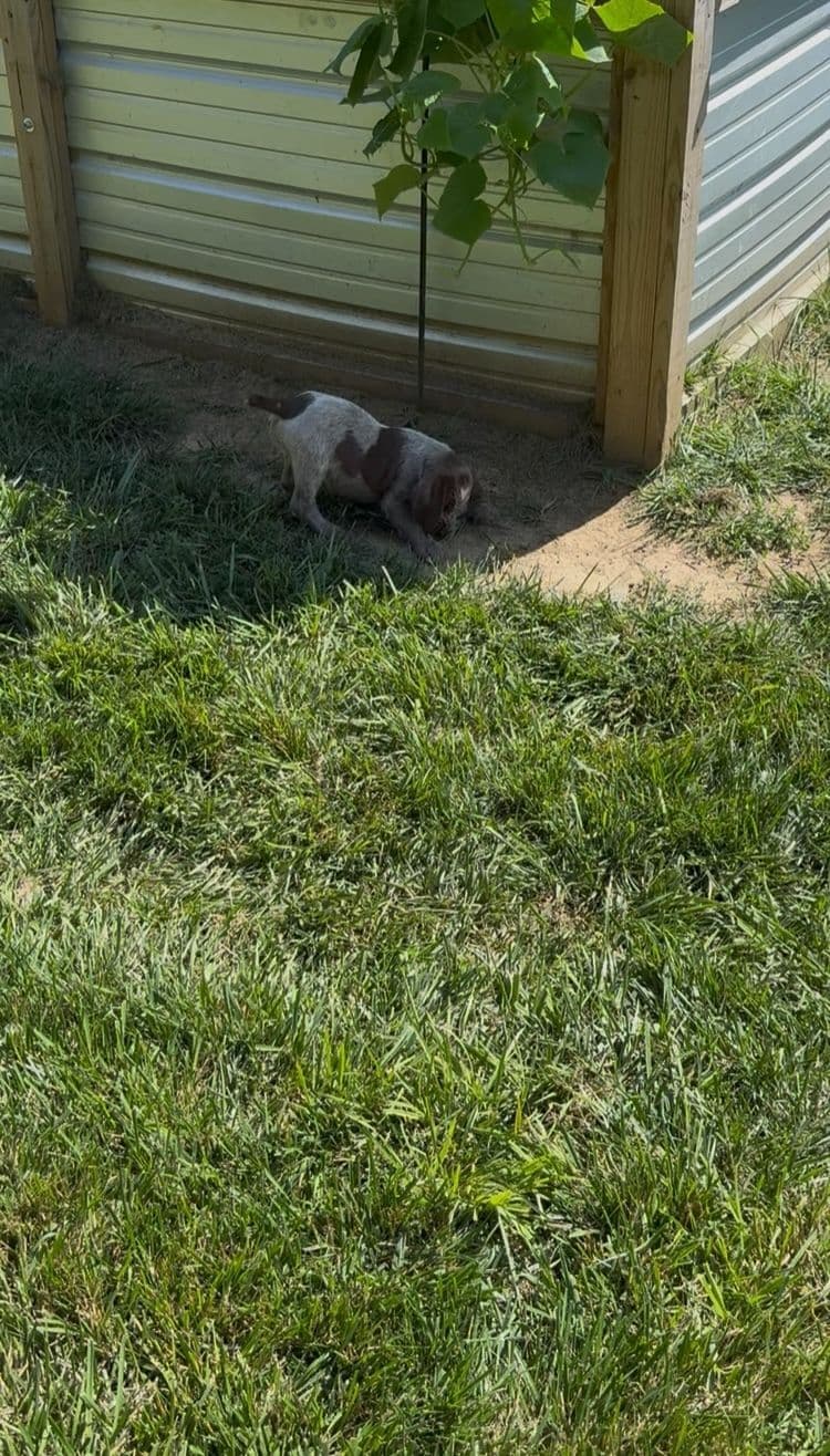 Spinone Italiano Puppies breeder image 10