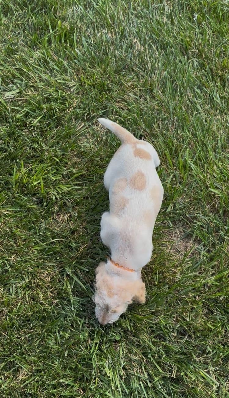 Spinone Italiano Puppies breeder image 12