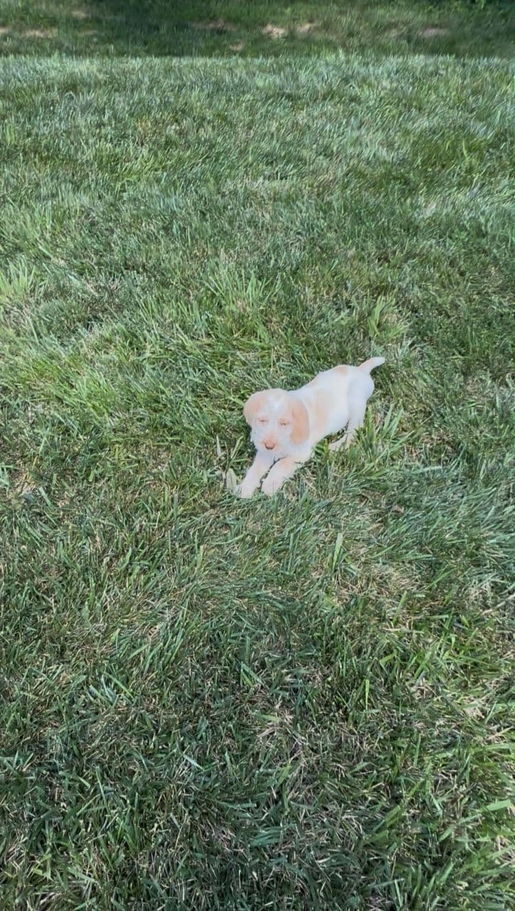 Spinone Italiano Puppies breeder image 13
