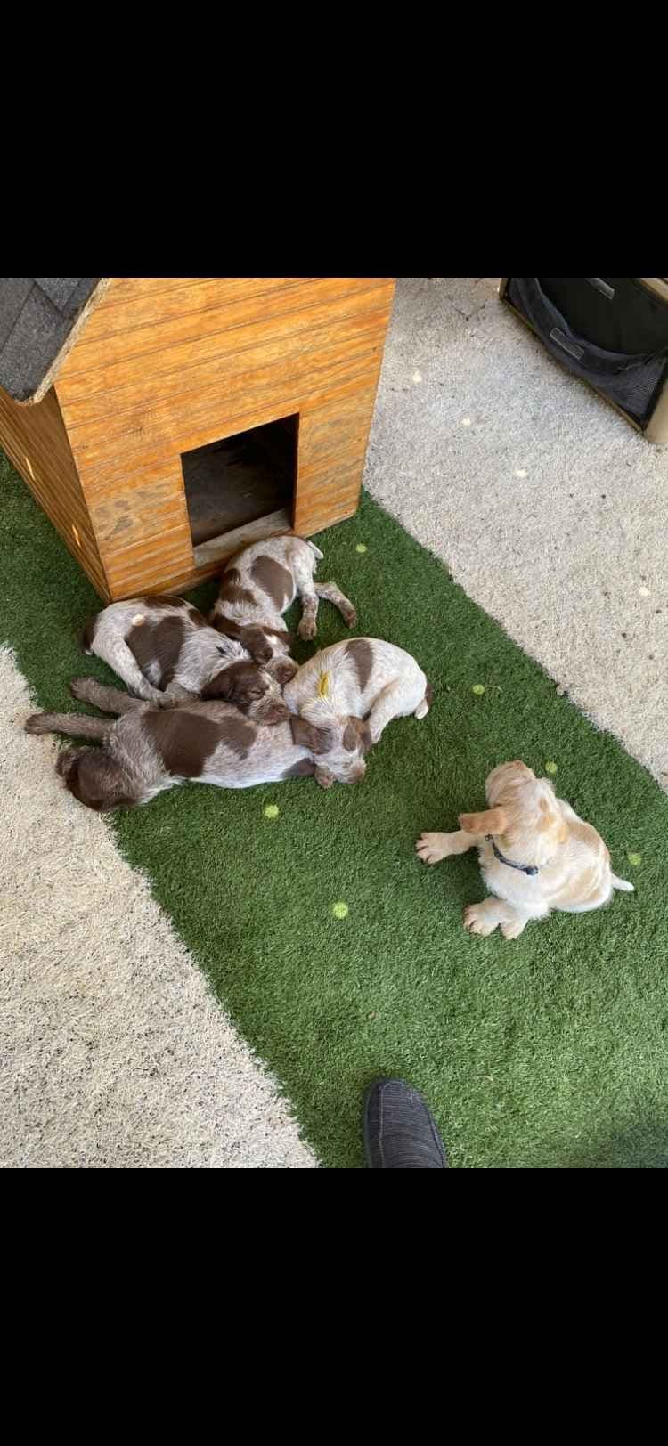 Spinone Italiano Puppies breeder image 14