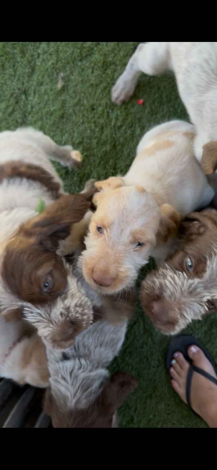 Spinone Italiano Puppies breeder image 16