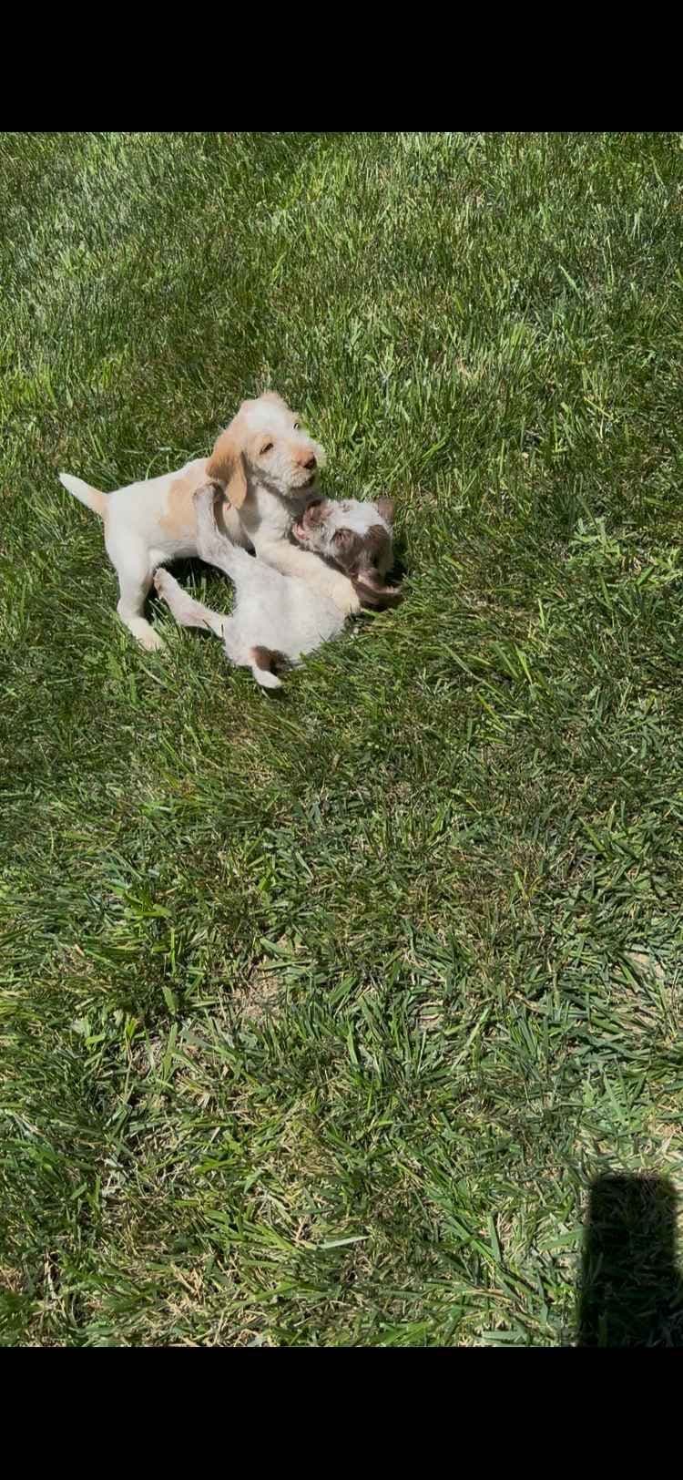 Spinone Italiano Puppies breeder image 18