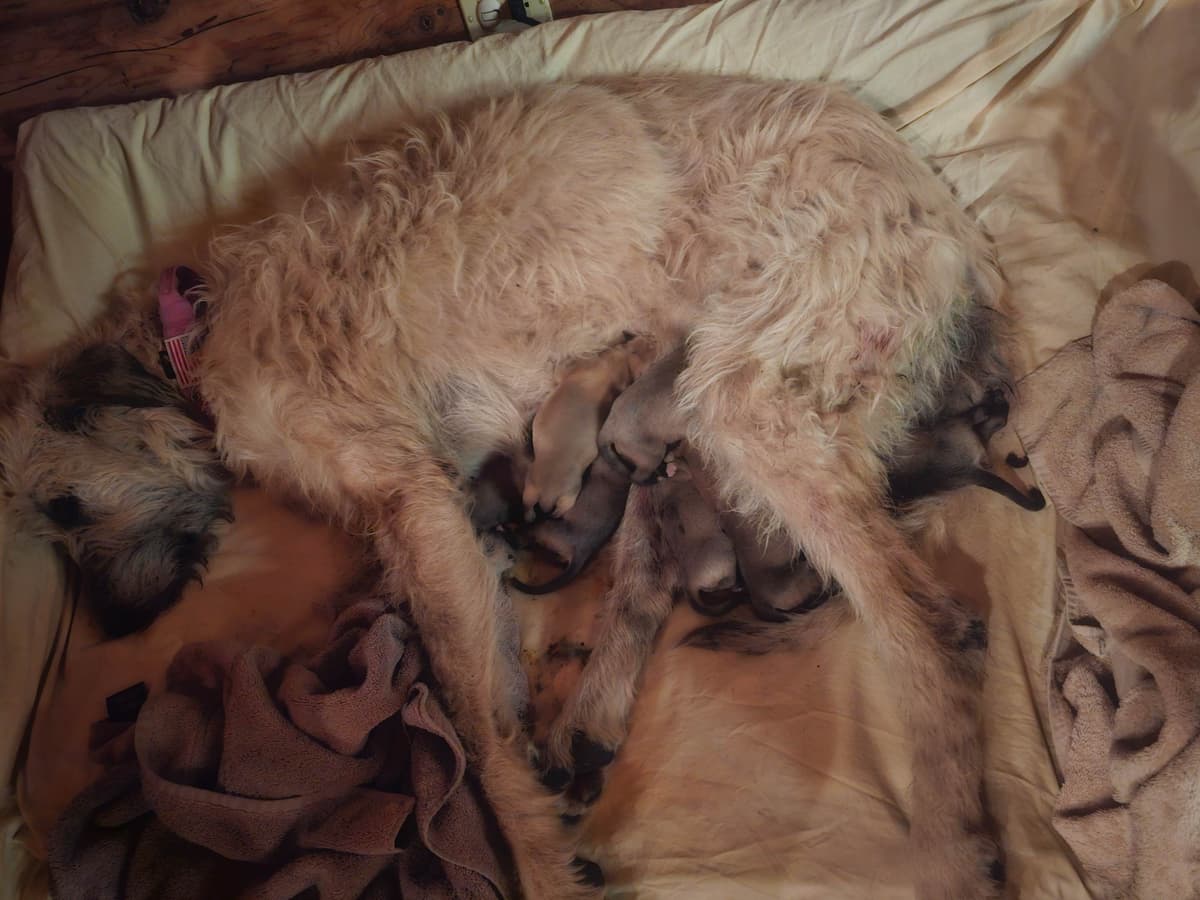 Irish Wolfhound Puppies breeder image 1
