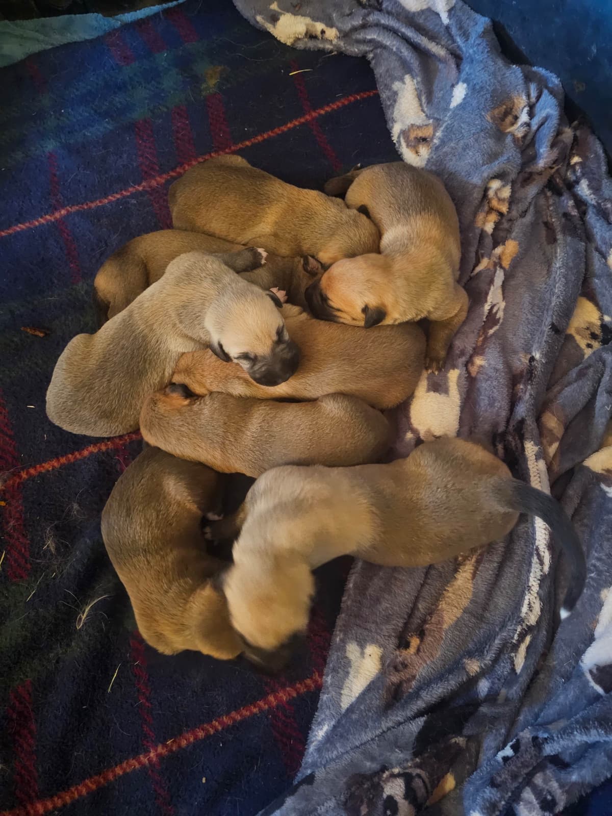 Irish Wolfhound Puppies breeder image 2