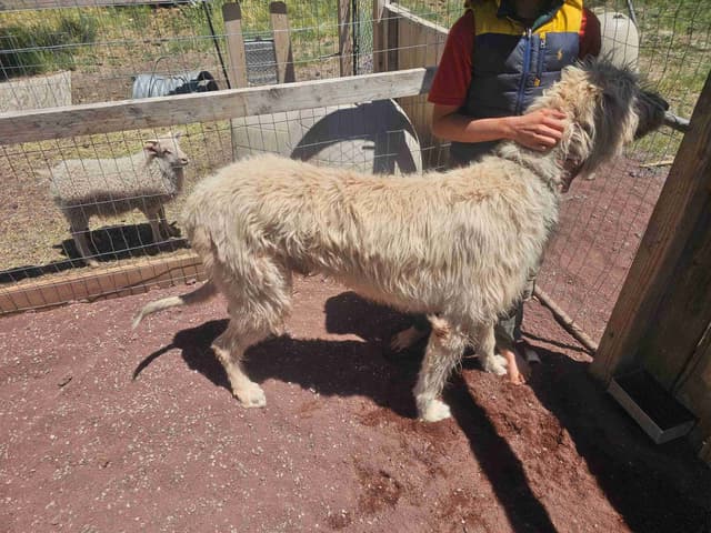 Irish Wolfhound Puppies media 5