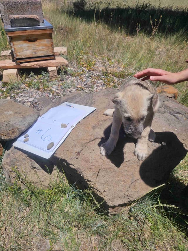 Irish Wolfhound Puppies media 6